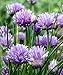 Chives - Hardy Perennial - Easy to Grow! - 3
