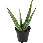 Live Aloe Vera Succulent Plant, Easy Indoor Houseplant, 3.5 in. Grower Pot, Drought Tolerant Succulents, Houseplants for Begi