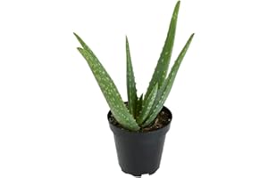 Aloe Vera Plant Live Succulent Plants, Live Aloe Vera Plant Succulents, Live Aloe Plant in Aloe Plant Pot, Aloe Plants Live Indoor Plants, Live Aloe Vera Plant Indoor House Plants by Plants for Pets
