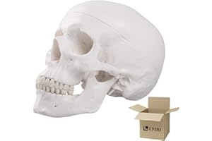 LYOU Human Skull Model for Learning, Skull Model, Life Size Human Head Skull Anatomical Model, Not Smudged for Medical Student Human Anatomy Study Course(White Skull)