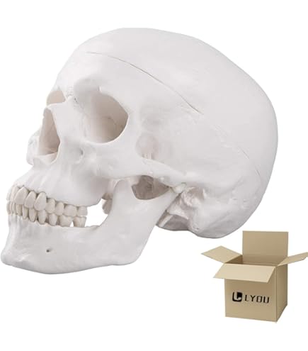 EUDDOO Life Size Human Skull Model - 3-Part Numbered Anatomy Skull With Teeth