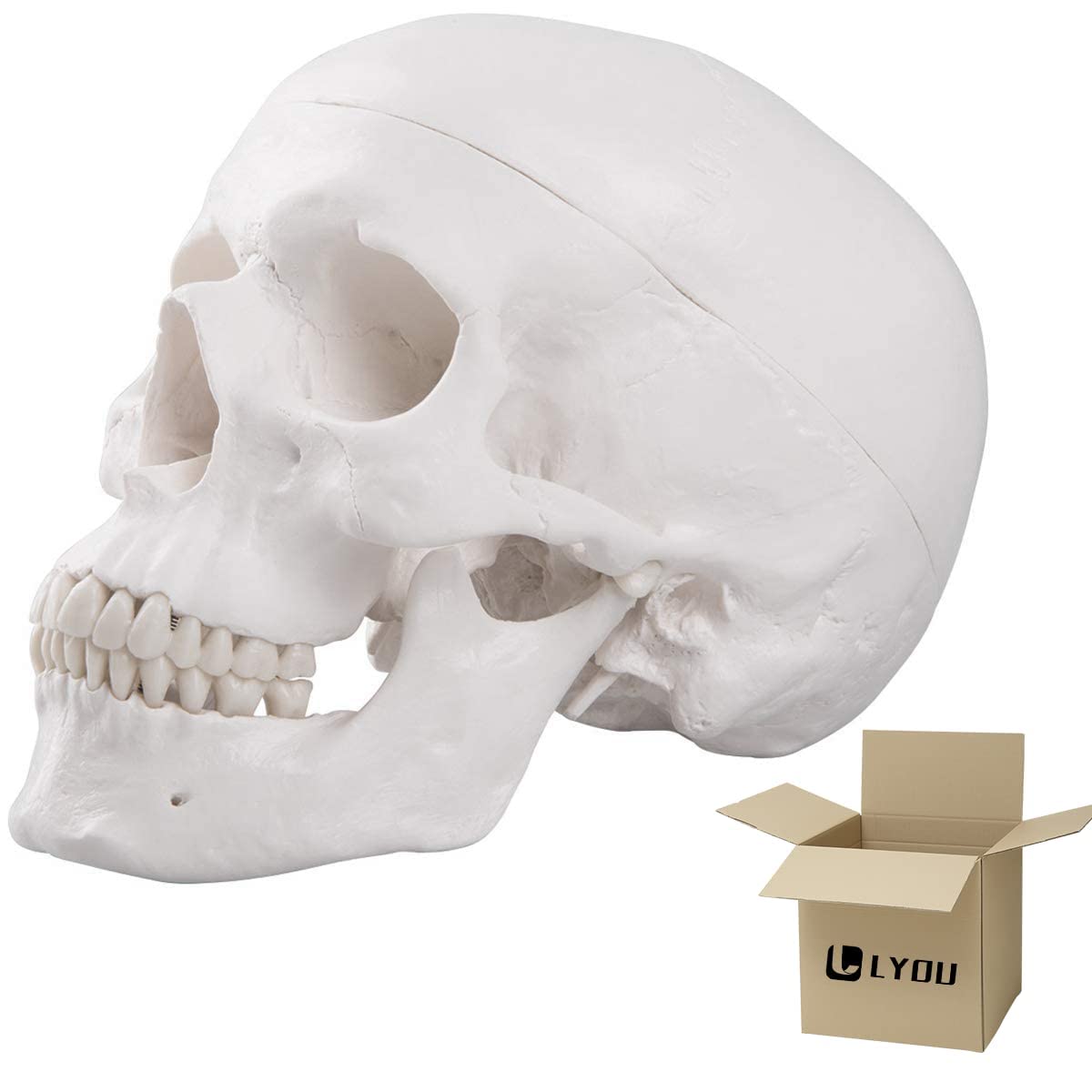 LYOU Human Skull Model for Learning, Skull Model, Life Size Human Head Skull Anatomical Model, Not Smudged for Medical Student Human Anatomy Study Course(White Skull)