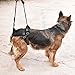 LOOBANI Dog Support Harness for Back Legs, Lift Rear Mobility Aids for Aging, Injuries and Rehabilitation After Surgery (XXL)