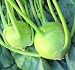 Organic, Open-pollinated Kohlrabi Seeds, White Vienna, 500 Seed Packet by Seeds and Things