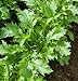 David's Garden Seeds Greens Asian Mizuna D2883A (Green) 500 Organic Seeds