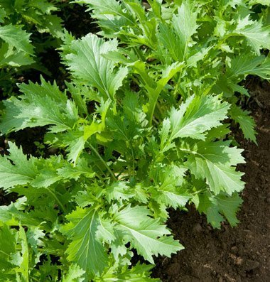 David's Garden Seeds Greens Asian Mizuna D2883A (Green) 500 Organic Seeds David's Garden Seeds Greens Asian Mizuna D2883A (Green) 500 Organic Seeds