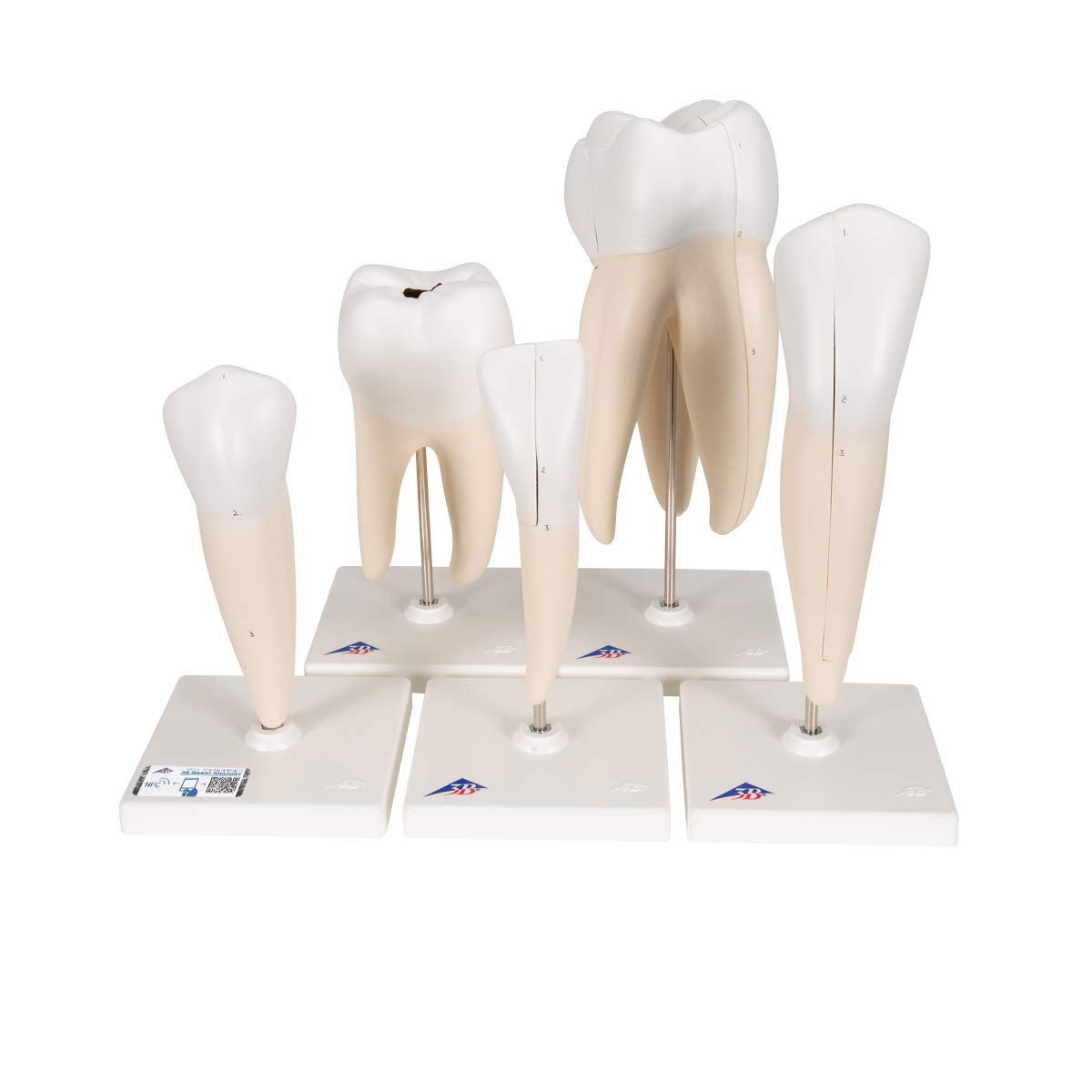 3B Scientific D10 Classic Tooth Model Series, 5 models (Pack of 5) + free Anatomy App - 3B Smart Anatomy