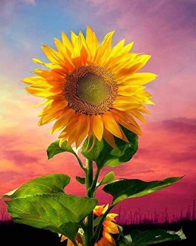 zhuixing 5D DIY Diamond Painting Kit Sunflower Rhinestone Cross stitch Full Resin Pasted Mosaic Blooming Flower Picture Craft Room Decoration By Number Kit, circular diamond, 60*80 cm