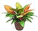 Prince of Orange Moonlight Philodendron - Easy to Grow - 6