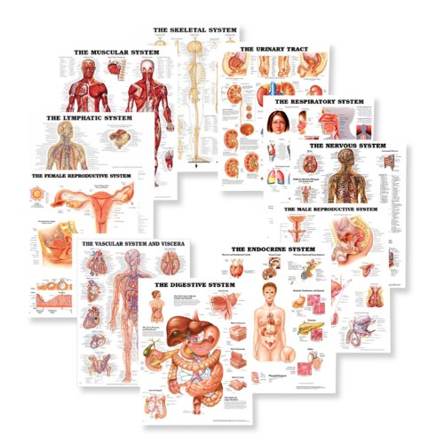 Systems Body Anatomy Chart Set