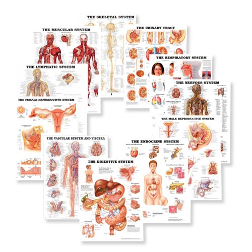 Systems of the Body Anatomy Chart Set  