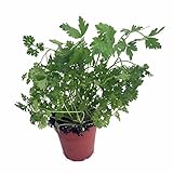 Curly Leaf Parsley Herb - Petroselinum - 4