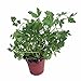 Organic Curly Leaf Parsley Herb - Petroselinum - Live Plant - 4.5" Pot