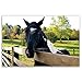 HORSES postcard set of 20 postcards. Horse post card variety pack. Made in USA.