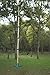 Jungle Gym Kingdom Tree Swing Climbing Rope with Platforms and Disc Swings Seat (Green, 21