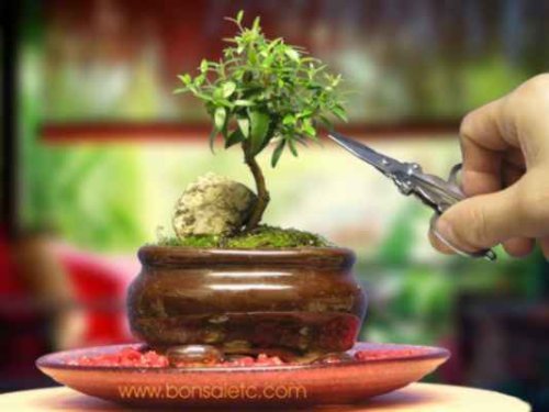 Indoor Beginner's Bonsai - Mini Aromatic & Herbal Bonsai Tree - for Home or Office Tabletop Display by Nature's Highlight