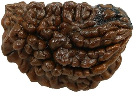 Rashi Ratan Bhagya Natural 1 Mukhi (Ek Mukhi) Rudraksha Lab Certified 32.8 M.M.