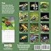 2020 Frogs Wall Calendar by Bright Day, 16 Month 12 x 12 Inch, Reptiles and Bugs Animals
