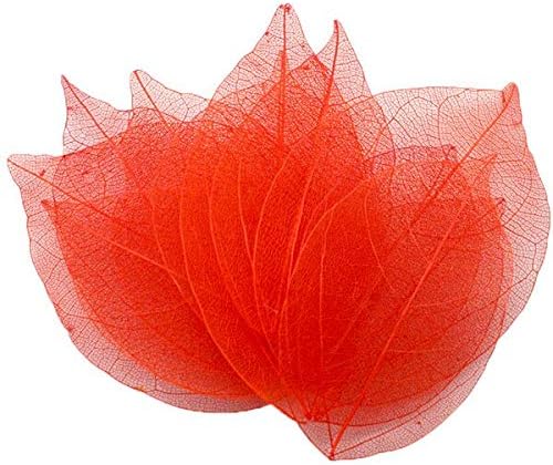 Cakewalkers 36pcs Approx 6.53cm Multicolor Natural Skeleton for for D05600911 Leaves Choose DIY