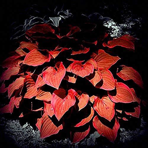 AxssjS 100Pcs Hosta Plantaginea Ornamental Seeds Bonsai High Germination Rate Plant Flower Home Office Garden Yard Decor