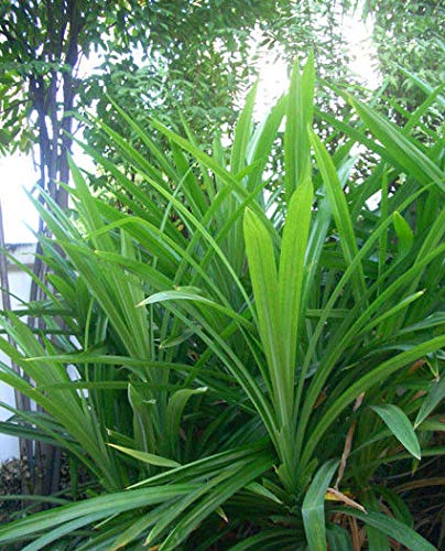 Plat Firm Germination Seeds New 1 Rhizome Pandan Leaves Pandanus |  Desertcart Guyana