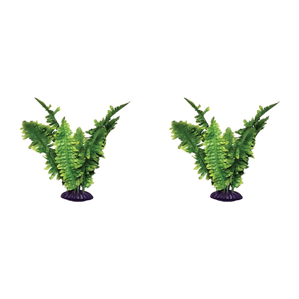 Komodo Boston Fern, 25 cm, Green (Pack of 2)
