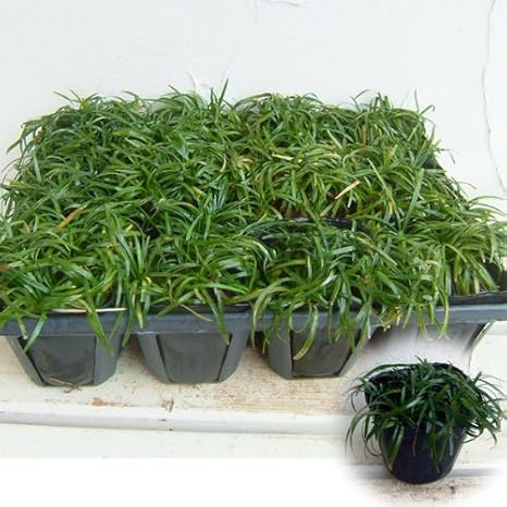 Amazon リュウノヒゲ 玉竜 タマリュウ ギョクリュウ 2 5号ポット12株セット グランドカバーに 花