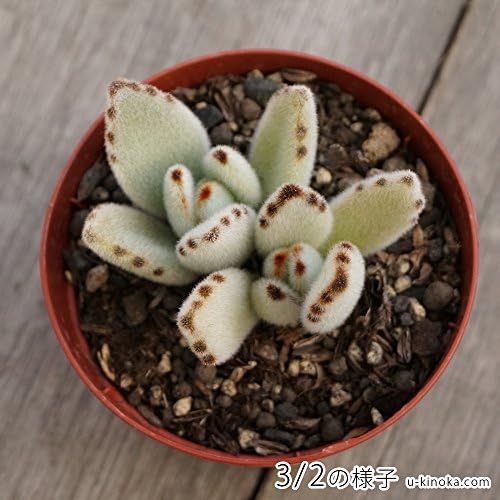 ツキトジ 月兎耳 7 5cmポット カランコエ 月兎児 ウサギの耳 福岡県産 多肉植物 多肉 観葉植物 インテリアグリーン 寄せ植えに 本 B01clgq80q 128円 人気海外一番 100 品質保証 全品送料無料 即日出荷 Sale開催中