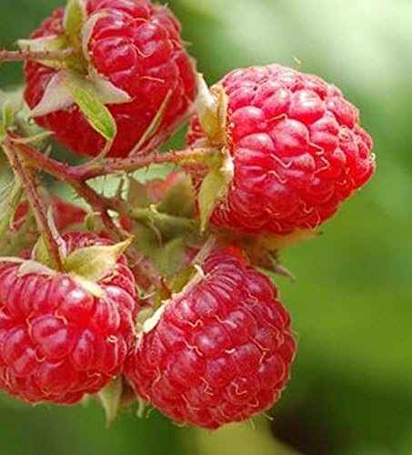 Raspberry 'Glen Lyon' x 3 Canes Bare Root, Red/Raspberry