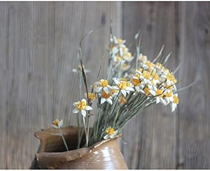 Astra Gourmet Original Ecologique Sechees Bouquet De Jonquilles Des Fleurs Pour Decoration 10 Pcs Jaune Amazon Fr Cuisine Maison