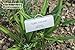 GardenMate Set of 25 Weatherproof Metal Plant Labels, Height 30cm, Label Area 9x3cm