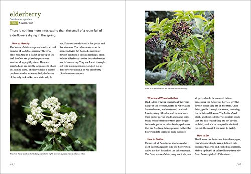 Mountain States Foraging: 115 Wild and Flavorful Edibles from Alpine Sorrel to Wild Hops (Regional Foraging Series) - Thumbnail 5