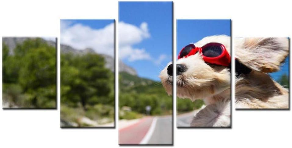 Cuanto cuesta operar un huron | Los mejores artículos para tu hurón.