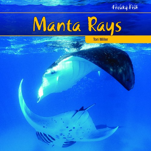 Manta Rays (Freaky Fish)