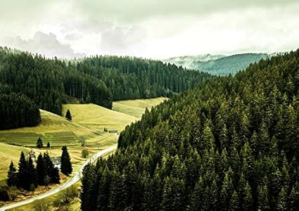 The Black Forest Germany Black Forest Germany Autumn Forest