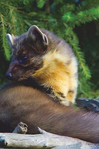 The Pine Marten Journal: 150 page lined notebook/diary