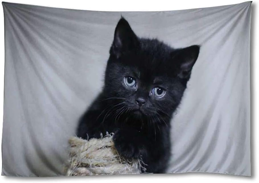 fluffy black kitten