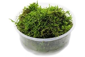 SubstrateSource Christmas Moss Live Aquarium Plant - Freshwater Fish Tank Decorations for Natural Aquatic Décor (Large Cup)