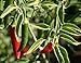 Serrano Hot Pepper Seeds, 100+ Premium Heirloom Seeds, 90% Germination Rates, Produces fiery hot pepper plants! - Capsicum annuum - (Isla's Garden Seeds) - Non Gmo Organic, Highest Quality