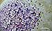 V-inspire Art, 24x48 Inch Modern Canvas Art Textured Purple Flower Oil Painting Contemporary Artwork Floral Hangings Stretched and Framed Ready to Hang Wall Decoration Abstract Painting