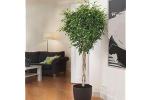 Brighter Blooms - Braided Benjamina Ficus Tree, 3-4 ft. - No Shipping to AK, AZ, HI, OR