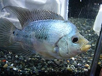 Amazon フラワーホーン タイシルク 死着補償有り 地域限定 ノーブランド品 熱帯魚 観賞魚 通販