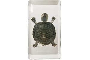 FlyingBean Real Turtle Specimens in Resin Paperweight Crafts, Animal Taxidermy Collection for Science Education & Desk Ornament (Brazil Tortoise), 73 x 41 x 24mm (2.9 x 1.6 x 0.9 inch) (FBBF-02)