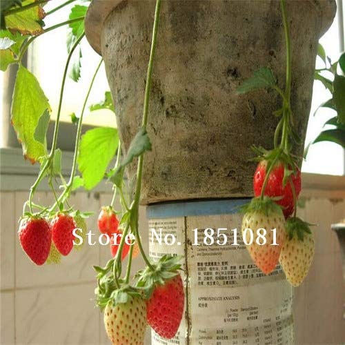 AGROBITS 100pcs / Fresas Bolsa de Semillas Blancas de Color Rojo ...