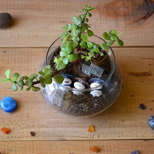 myBageecha-Three Jaded Panda Succulent Glass Terrarium Live Plants Planter DIY Kit Miniature Home Decoration Garden
