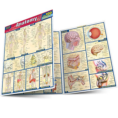 Anatomy Quizzer (Quick Study Quizzer)