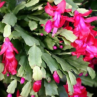 Lonlier Semillas de Cactus Cangrejo Garra 50 pcs para Jardín ...