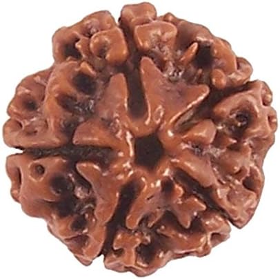 Himalaya Rudraksh Kendra Rudraksha 100% Original Paanch 5 Mukhi / Face Sinks In Water Standard Brown