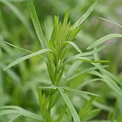 Aromatics International Premium Organic Tarragon