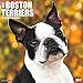 Just Boston Terriers 2017 Wall Calendar (Dog Breed Calendars)